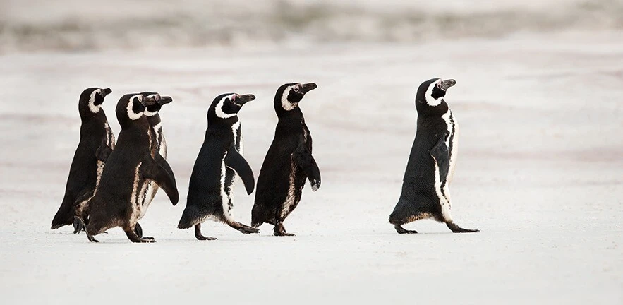 Magellanic penguins heading out to sea for fishing on a sandy beach, Falklands.