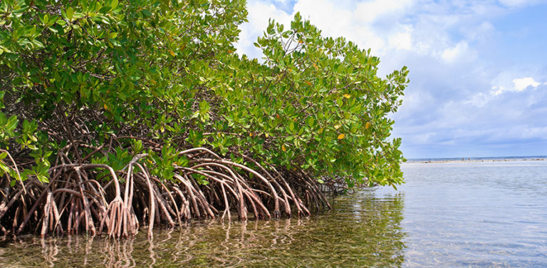 Using mangrove forests to fight climate change: the award-winning idea ...