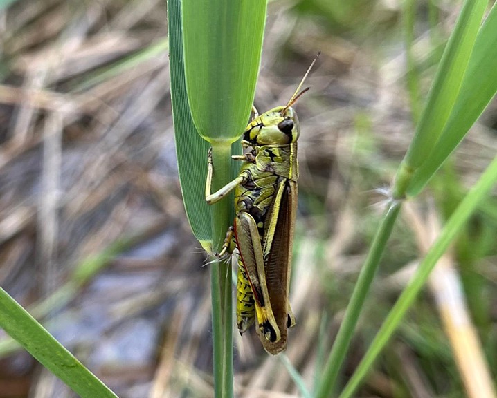 Released grasshopper.