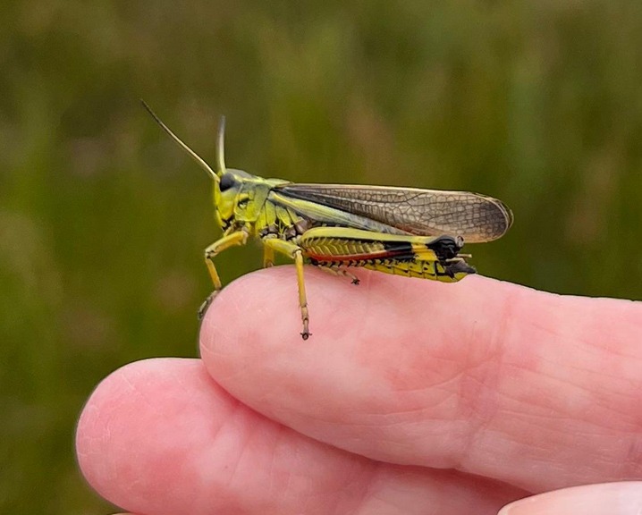 Releasing grasshoppers in Norfolk.