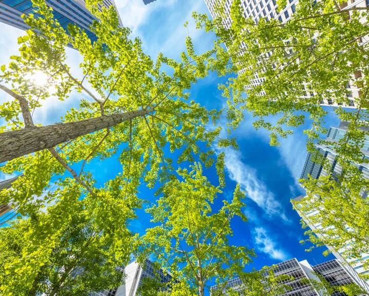 Green trees and blue sky.